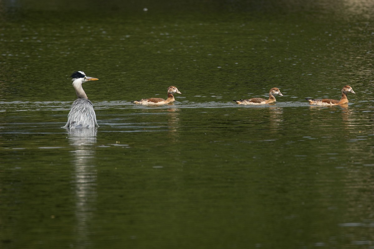 Egyptian Goose - ML637818420