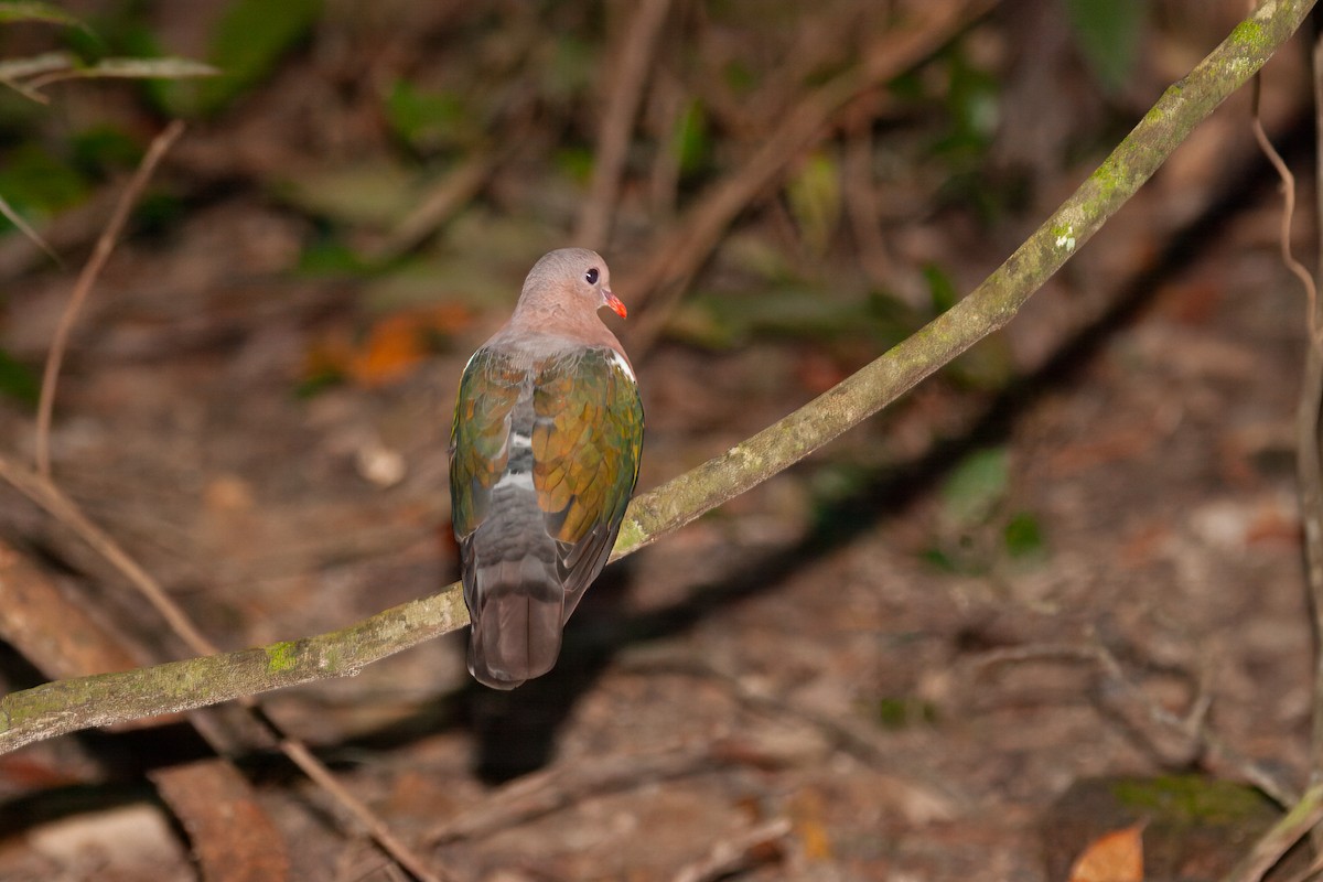 Pacific Emerald Dove - ML637818428