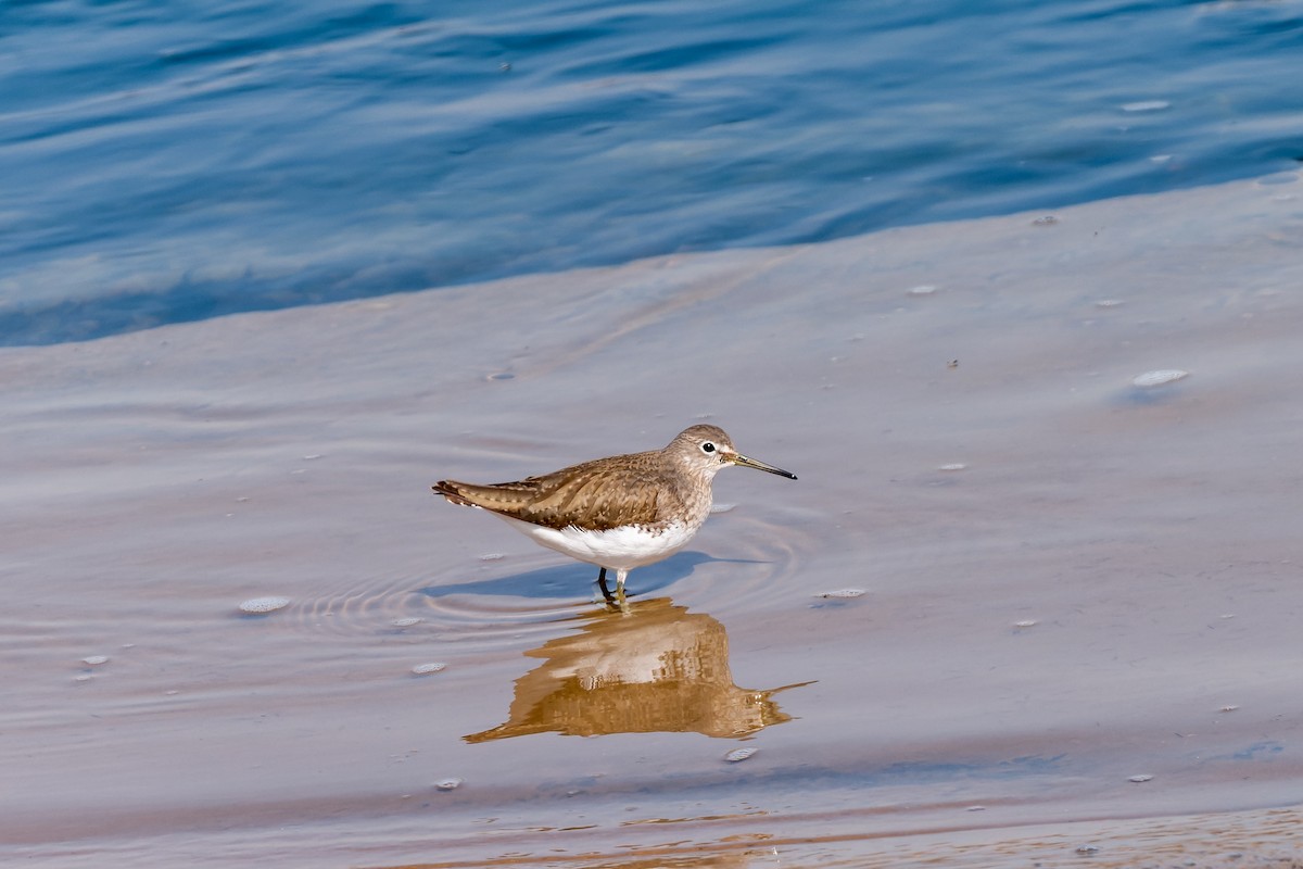 Yeşil Düdükçün - ML637818461