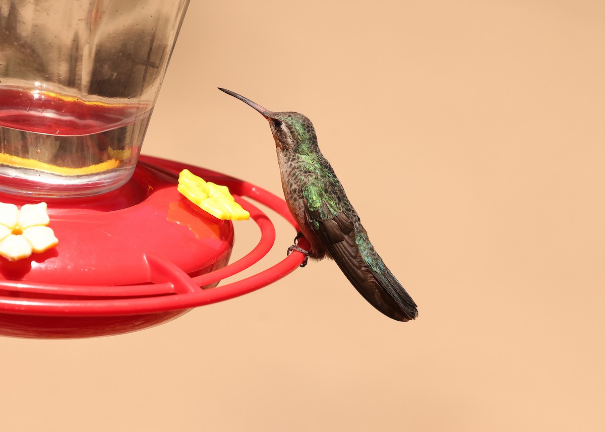 Rivoli's Hummingbird - ML637818471