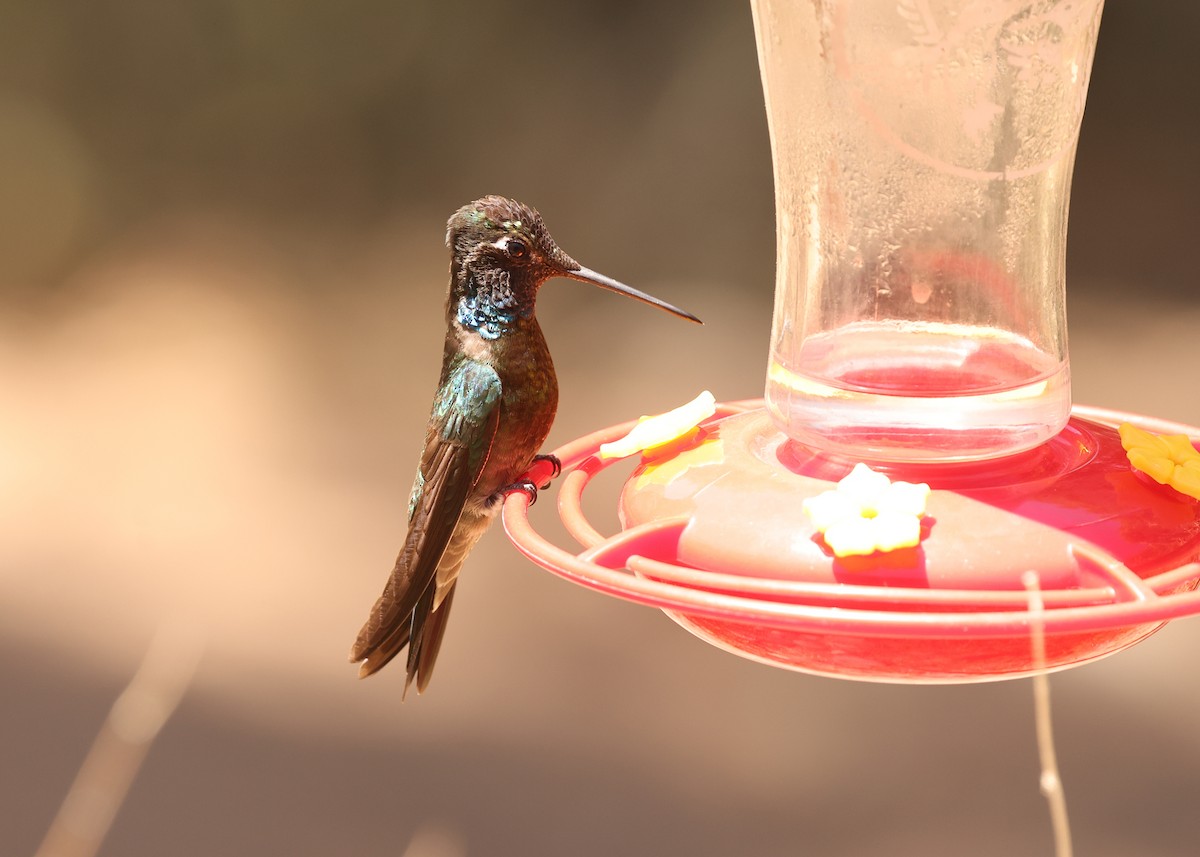 Rivoli's Hummingbird - ML637818472