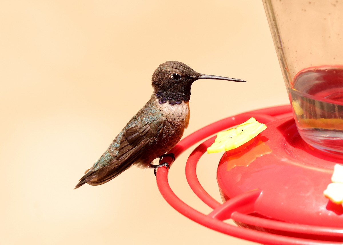 Black-chinned Hummingbird - ML637818479