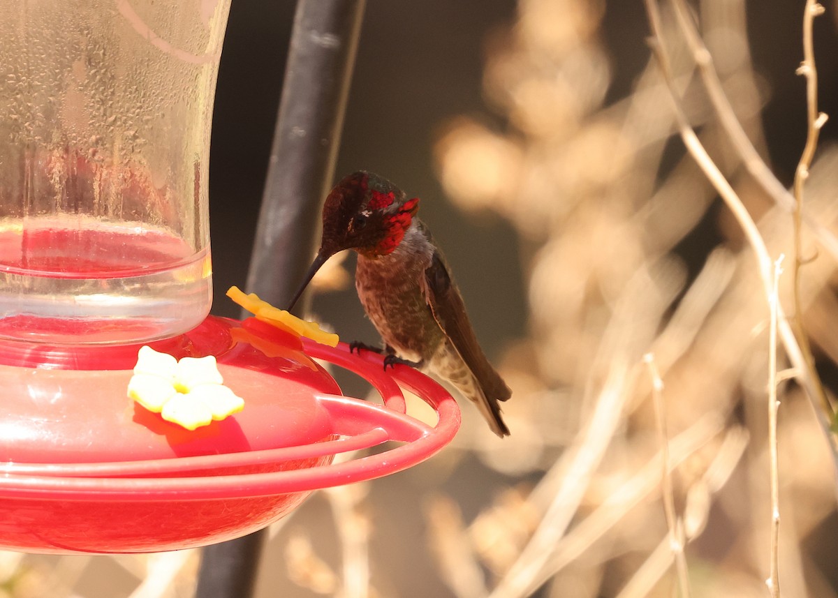 Anna's Hummingbird - ML637818480
