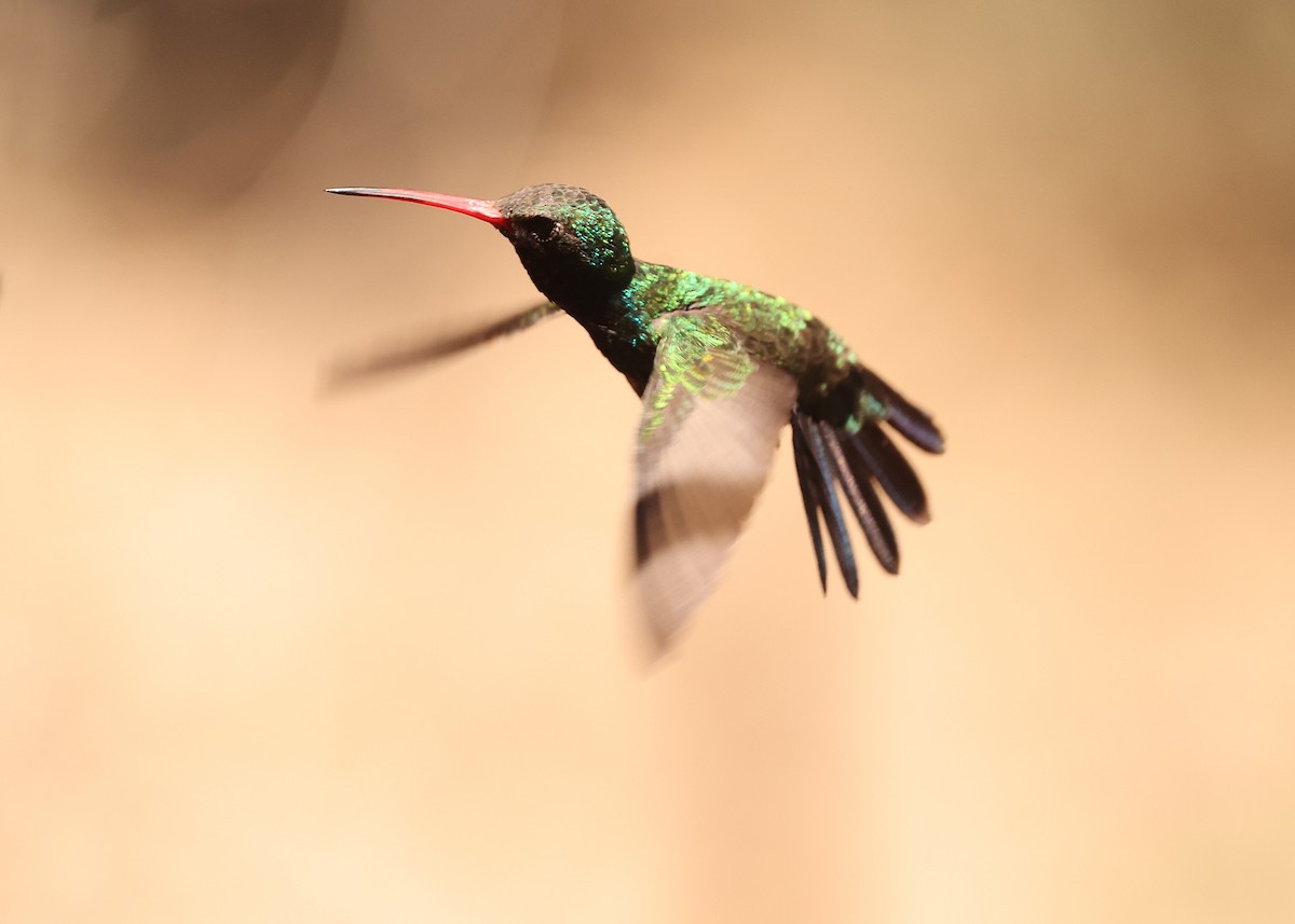 Broad-billed Hummingbird - ML637818481