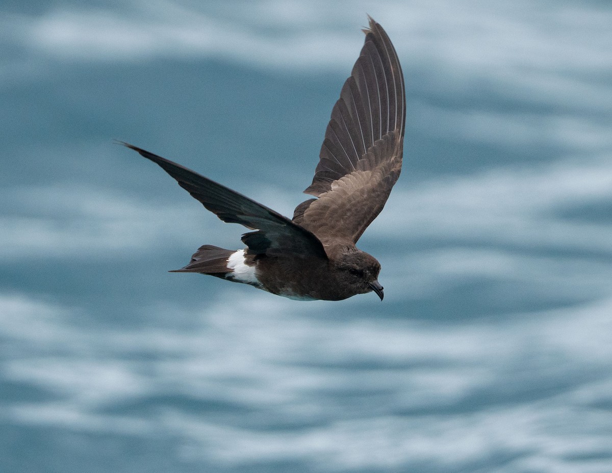 Elliot's Storm-Petrel - ML637818483