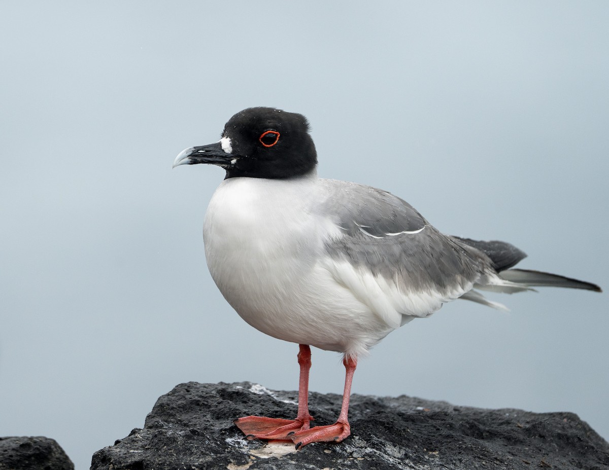 Swallow-tailed Gull - ML637818484