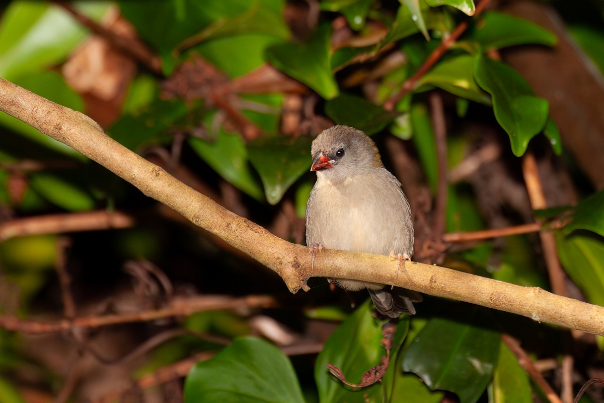 Red-browed Firetail - ML637818485