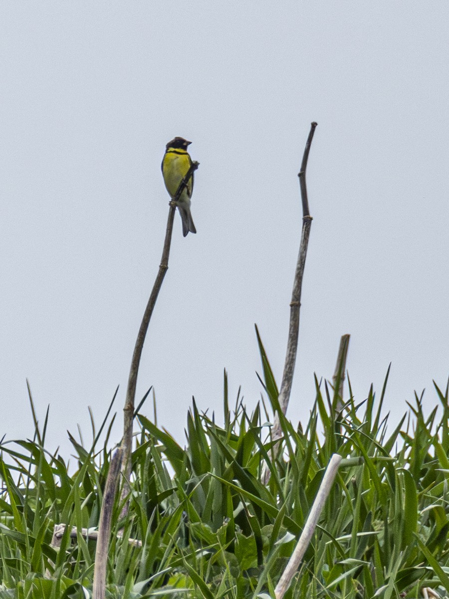 Yellow-breasted Bunting - ML637818487