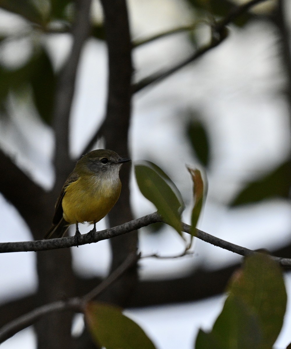 Lemon-bellied Flyrobin - ML637818517