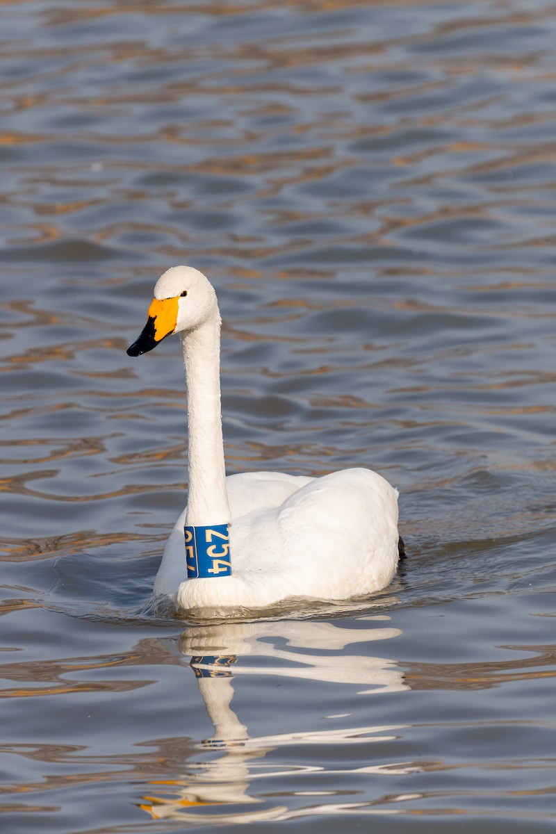 Ötücü Kuğu - ML637818526