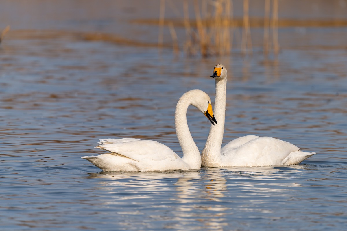 Ötücü Kuğu - ML637818527