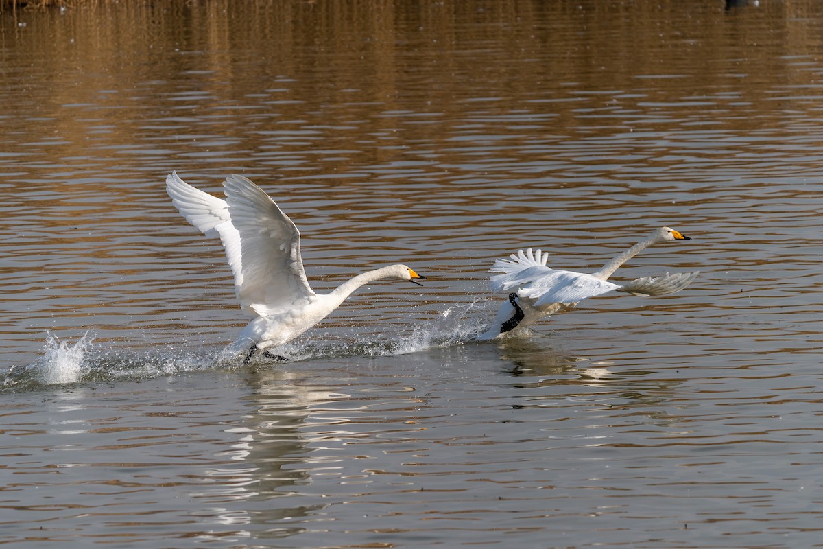 Ötücü Kuğu - ML637818528