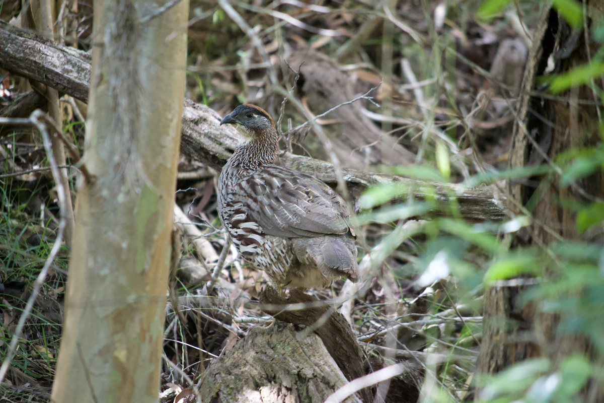 Erckel's Spurfowl - ML637818534