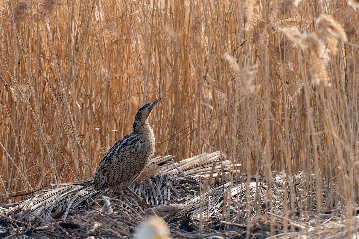 Balaban - ML637818535