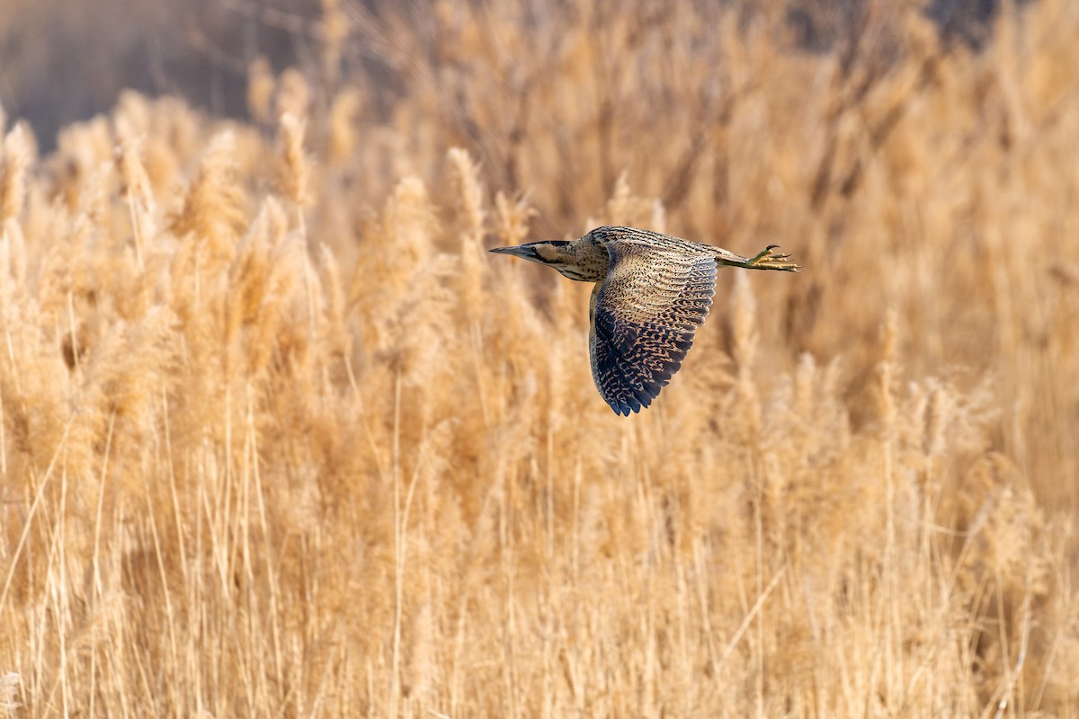 Balaban - ML637818536