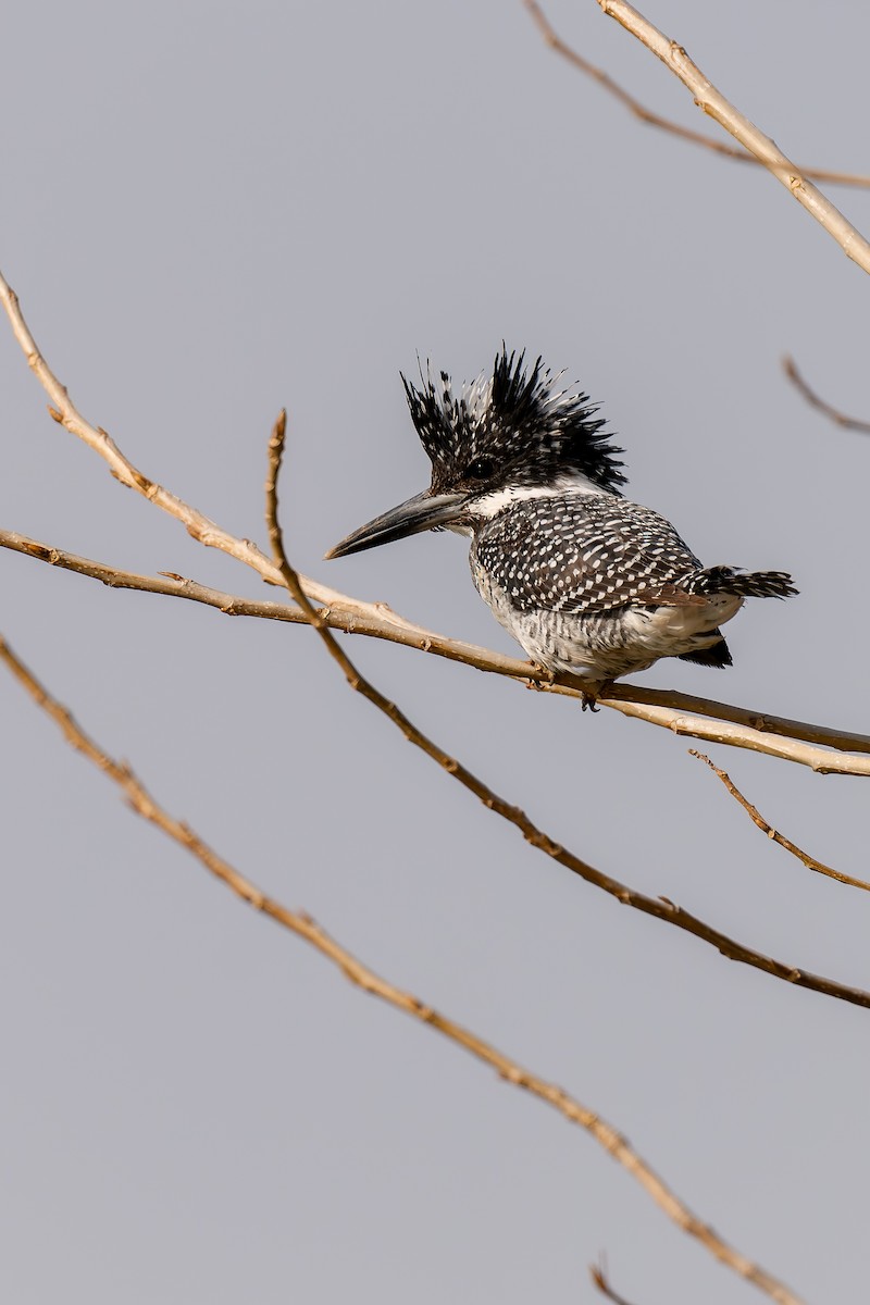 Büyük Asya Yalıçapkını - ML637818538