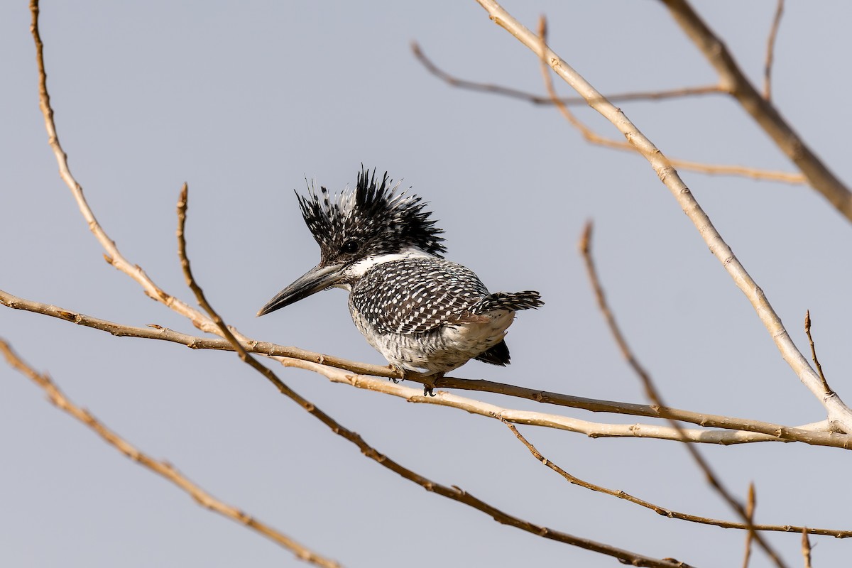 Büyük Asya Yalıçapkını - ML637818539