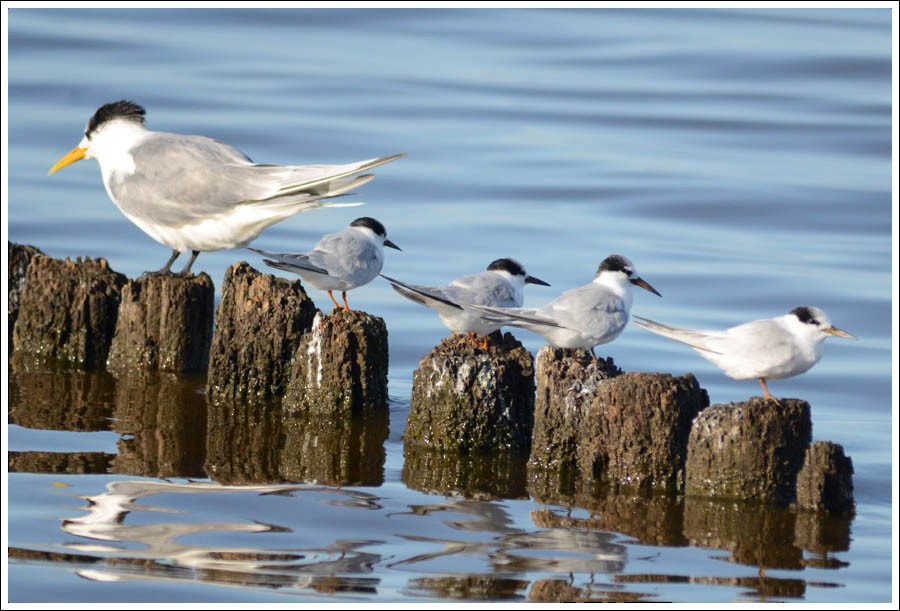 Little/Australian Fairy Tern - ML637818546