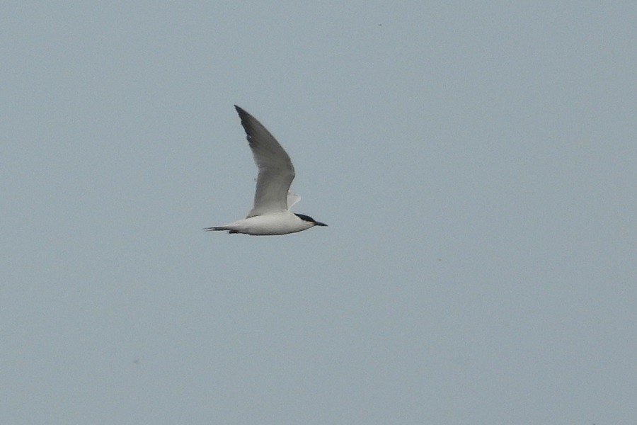 Gull-billed Tern - ML637818552