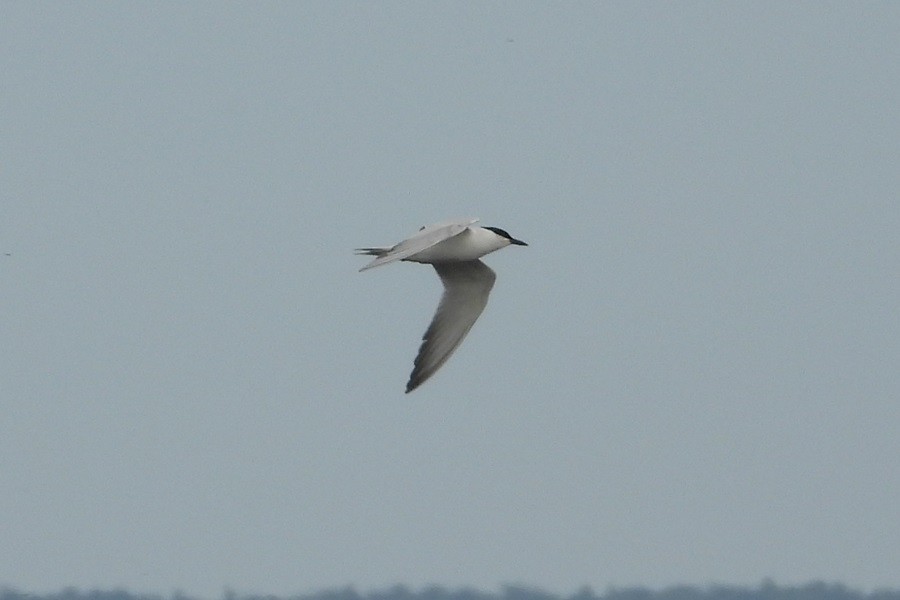 Gull-billed Tern - ML637818555