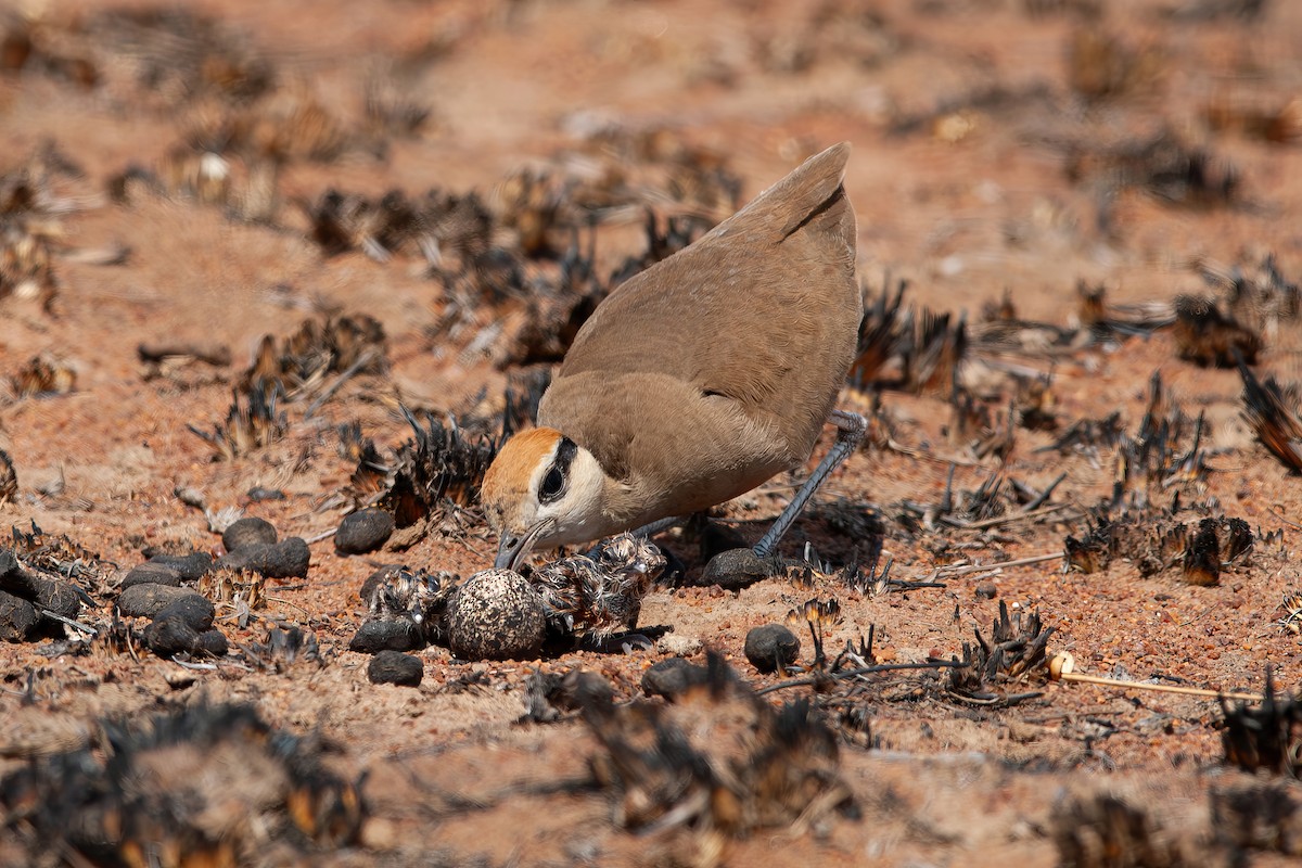 Temminck's Courser - ML637818561