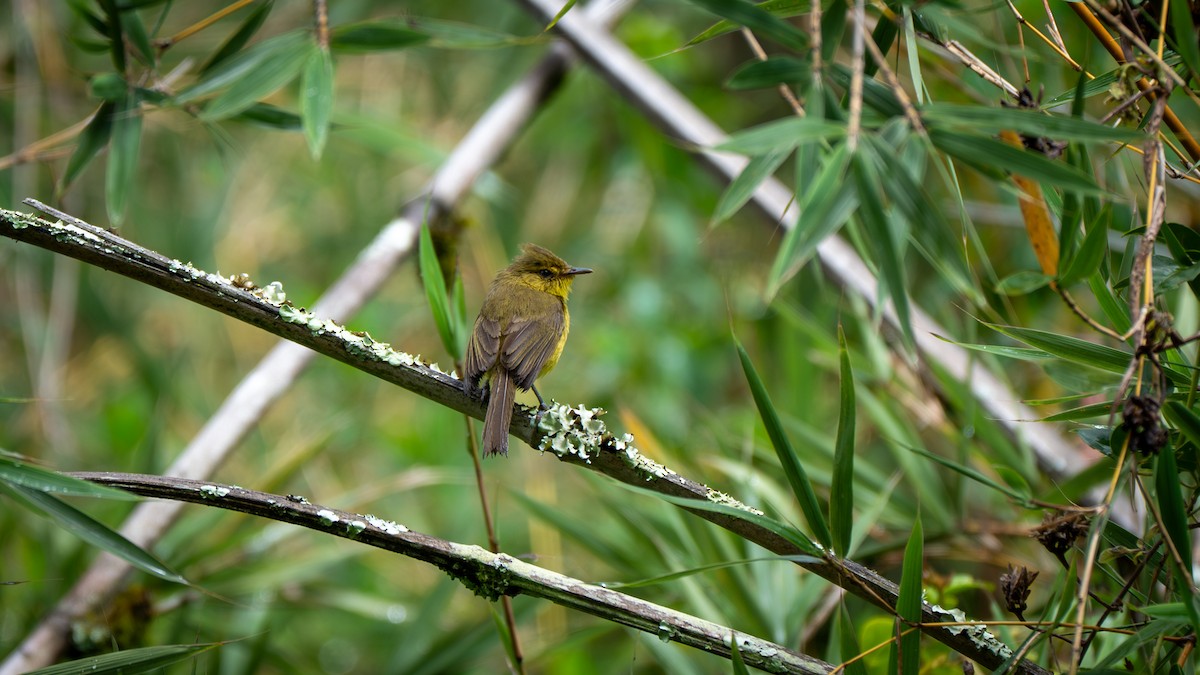 Mountain Yellow-Warbler - ML637818596