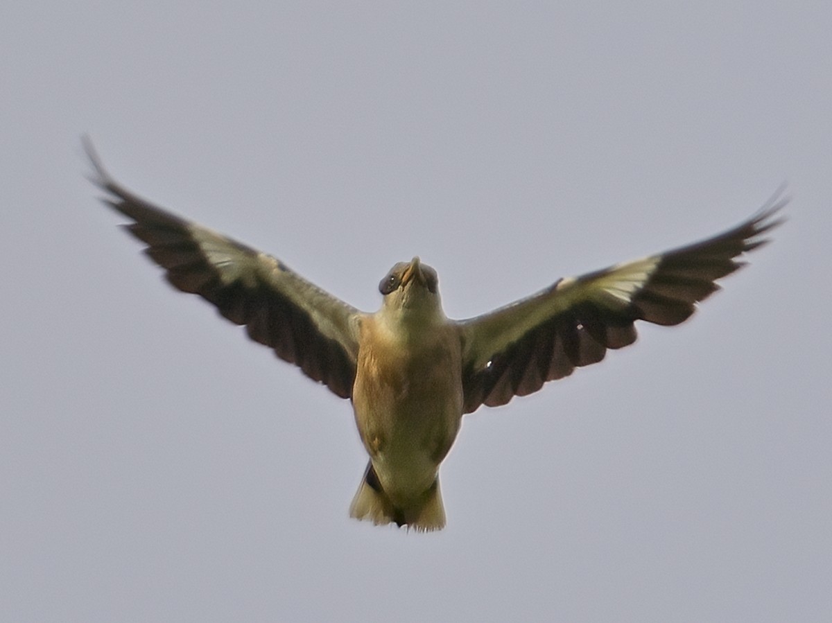 Vinous-breasted Myna - ML637818626