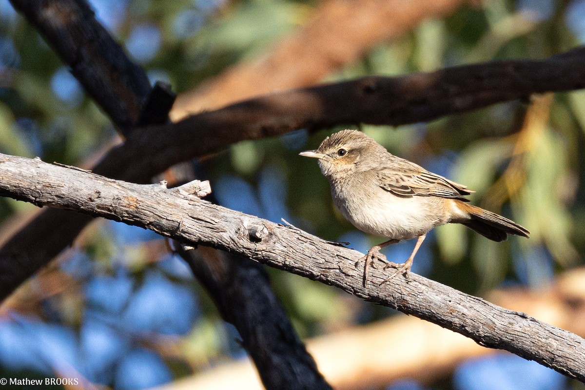 Rufous Songlark - ML637818644