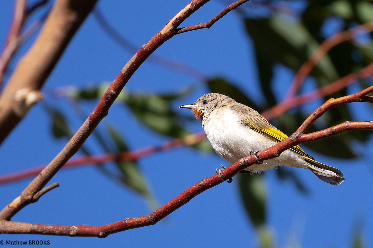 Rufous-throated Honeyeater - ML637818657
