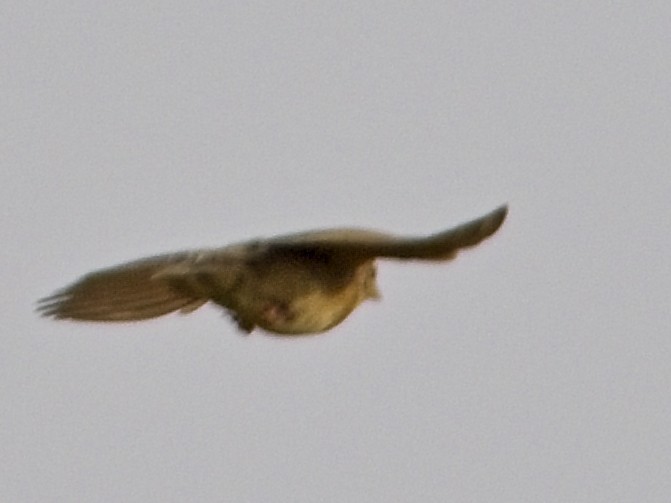 Singing Bushlark - ML637818665