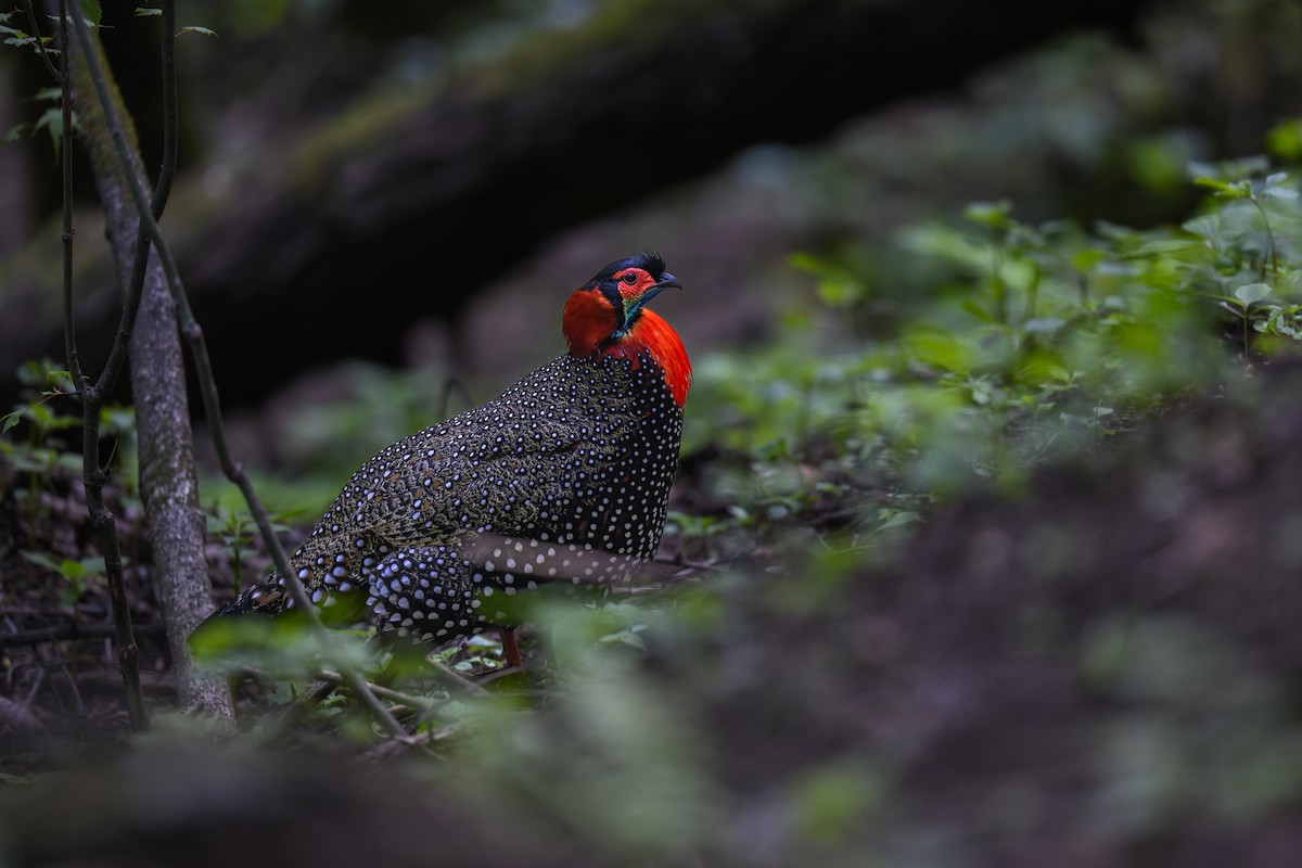 Western Tragopan - ML637818708