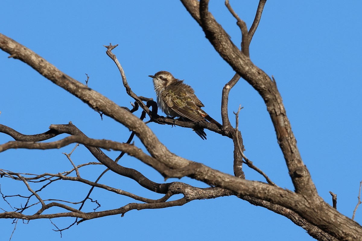 Horsfield's Bronze-Cuckoo - ML637818716