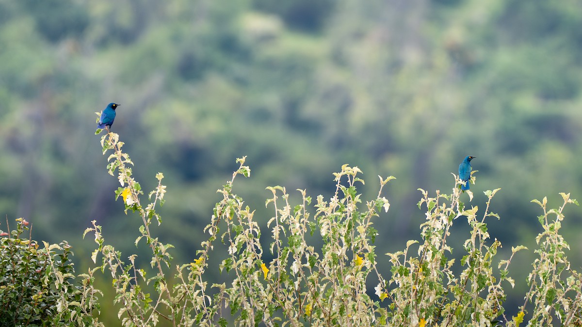 Greater Blue-eared Starling - ML637818720