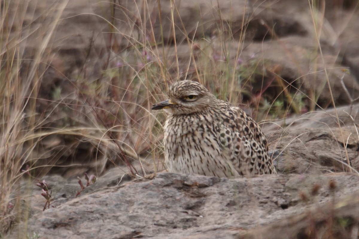Spotted Thick-knee - ML637818733
