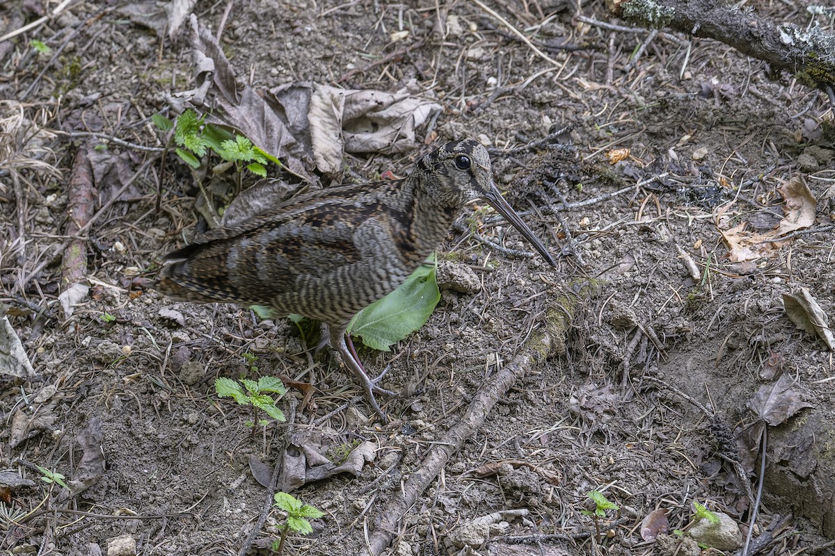 Eurasian Woodcock - ML637818748
