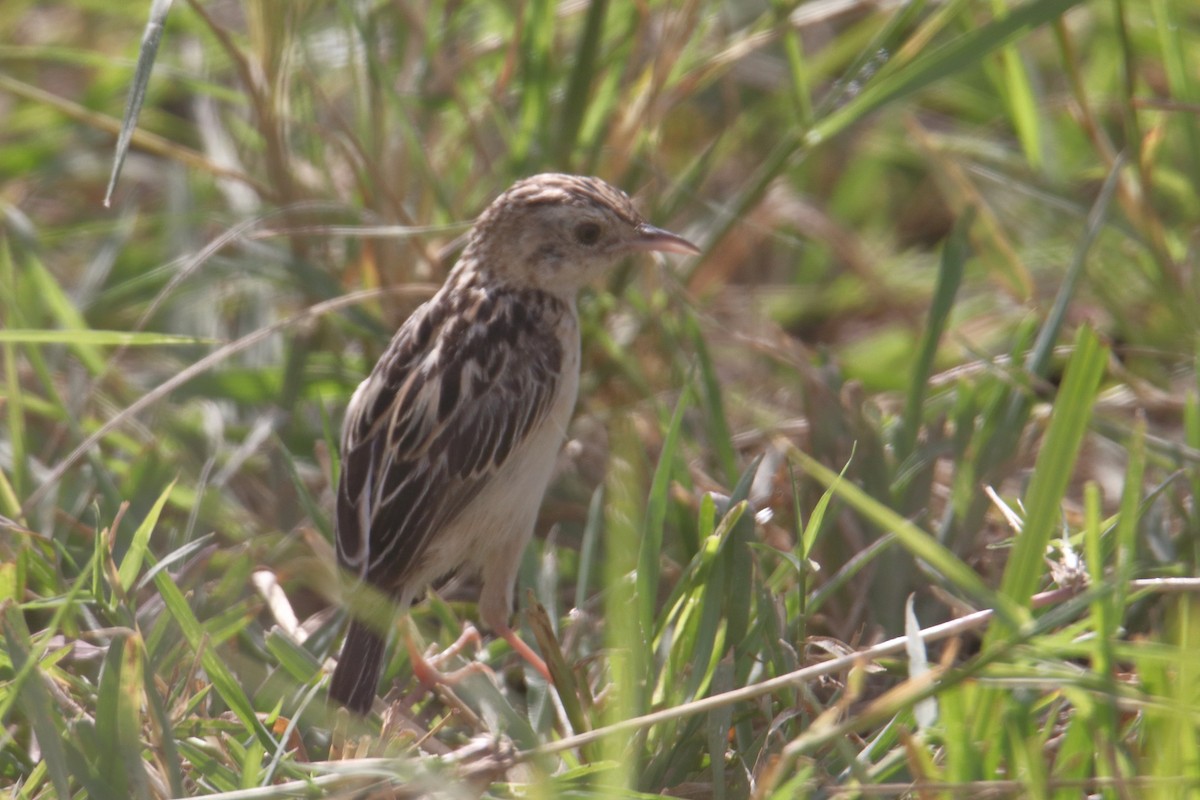 Pectoral-patch Cisticola - ML637818774
