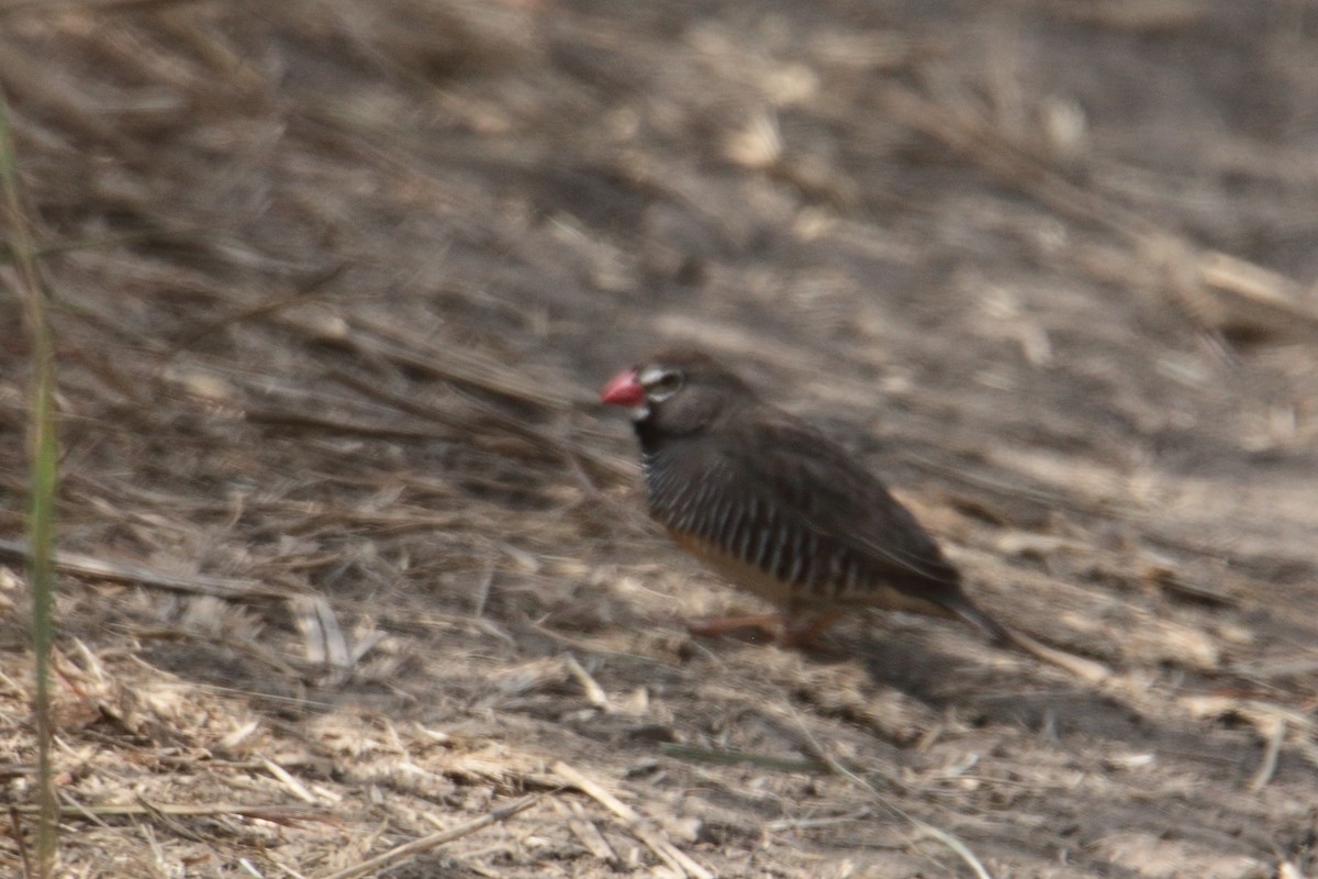 Quailfinch - ML637818787