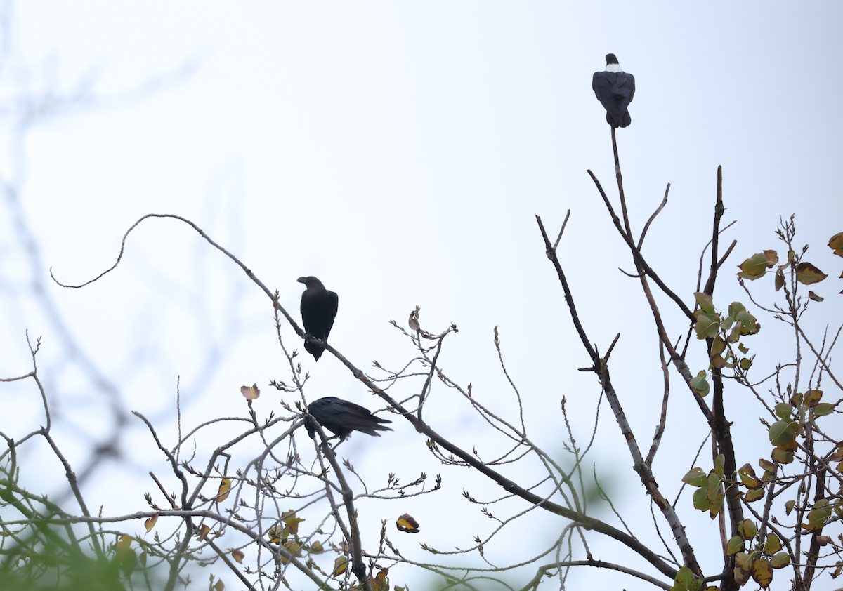 White-necked Raven - ML637818805
