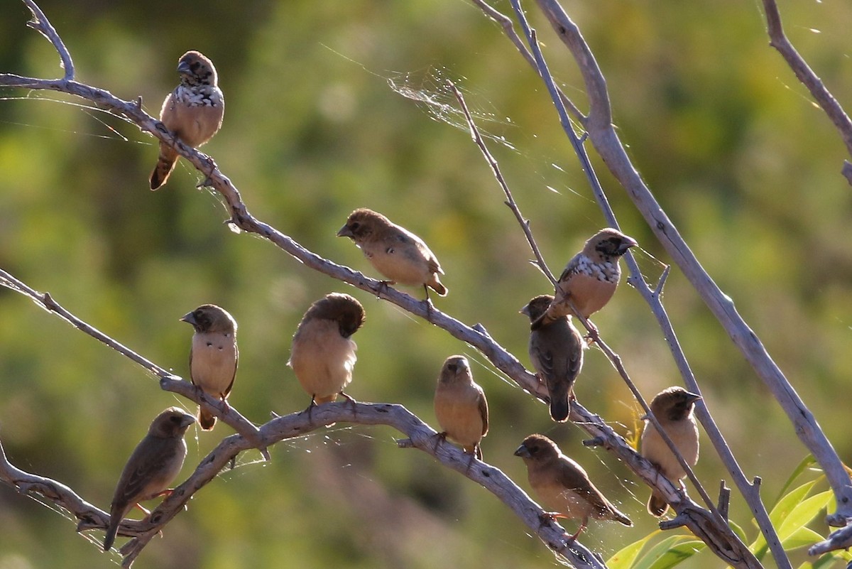 Pictorella Munia - ML63781881