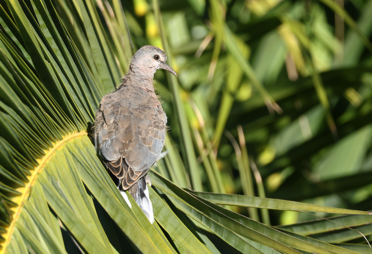 Laughing Dove - ML637818834