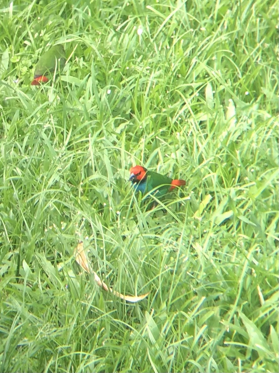 Fiji Parrotfinch - ML637818835