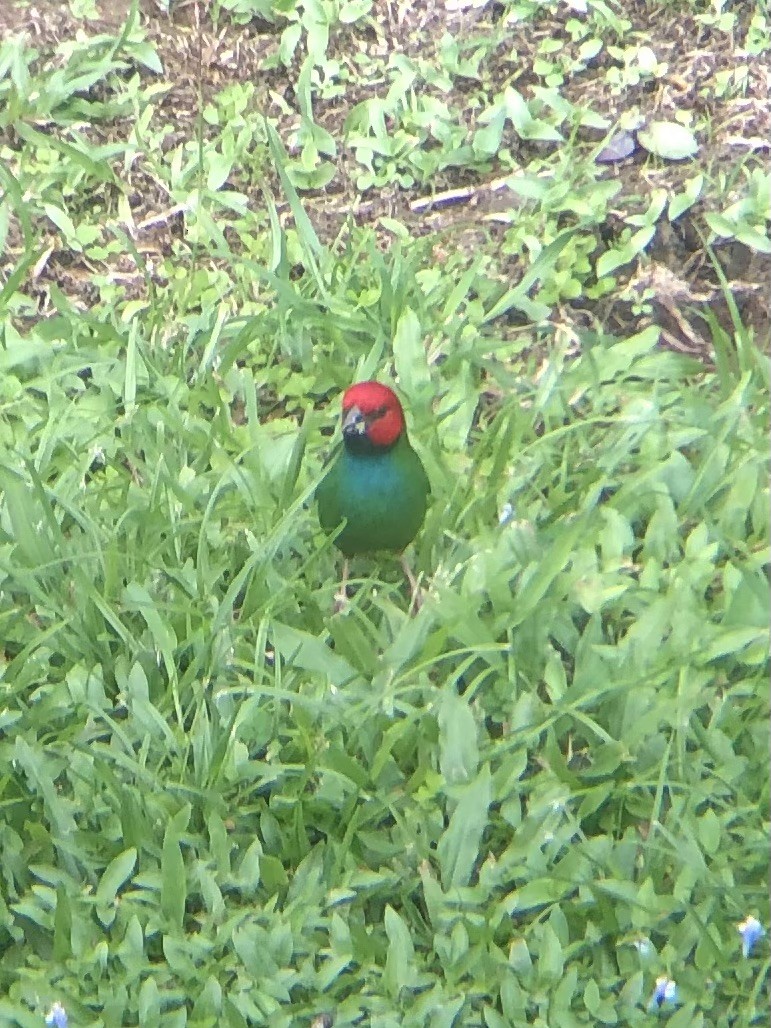 Fiji Parrotfinch - ML637818836
