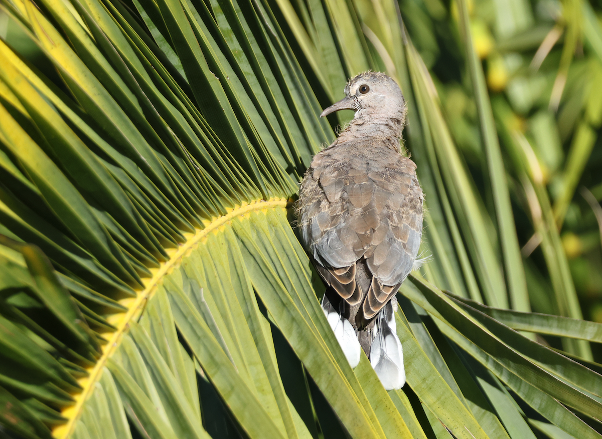 Laughing Dove - ML637818839