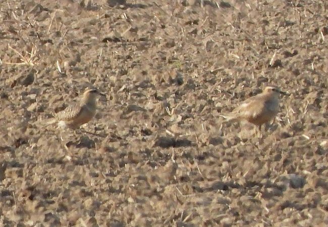 Eurasian Dotterel - ML637818840