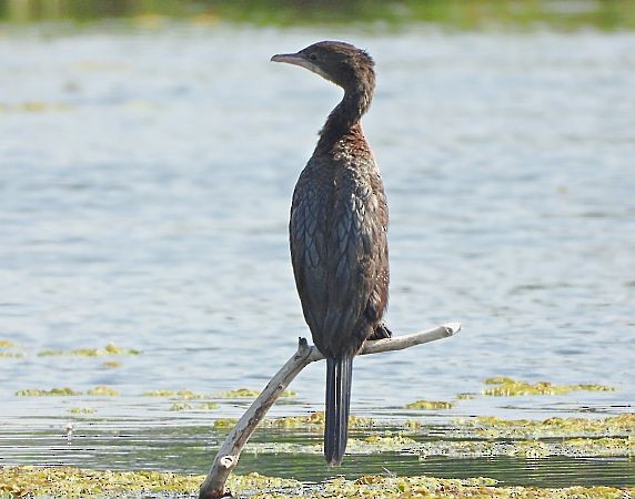 Pygmy Cormorant - ML637818849
