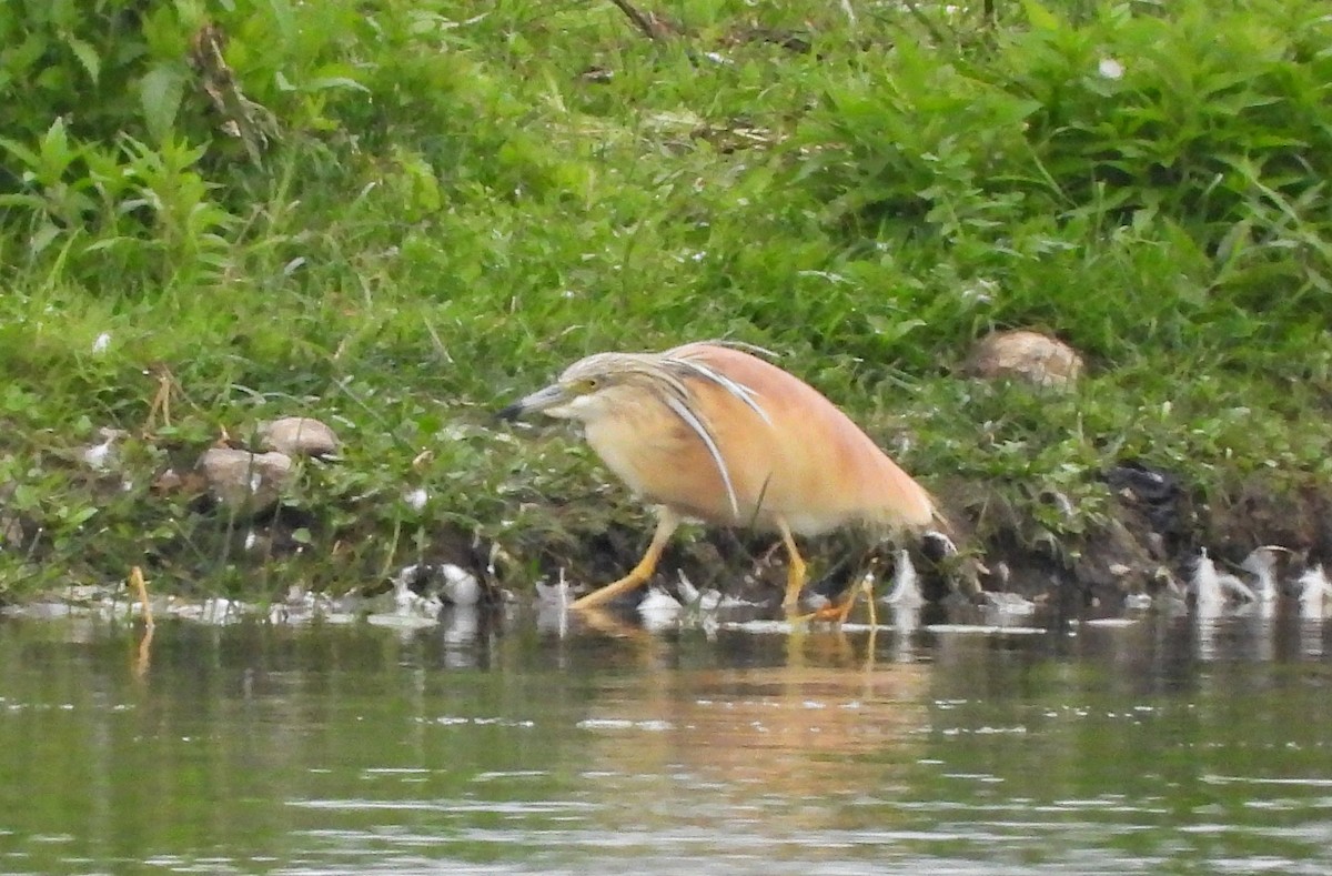 Squacco Heron - ML637818866