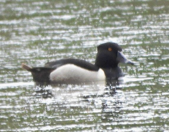 Ring-necked Duck - ML637818868