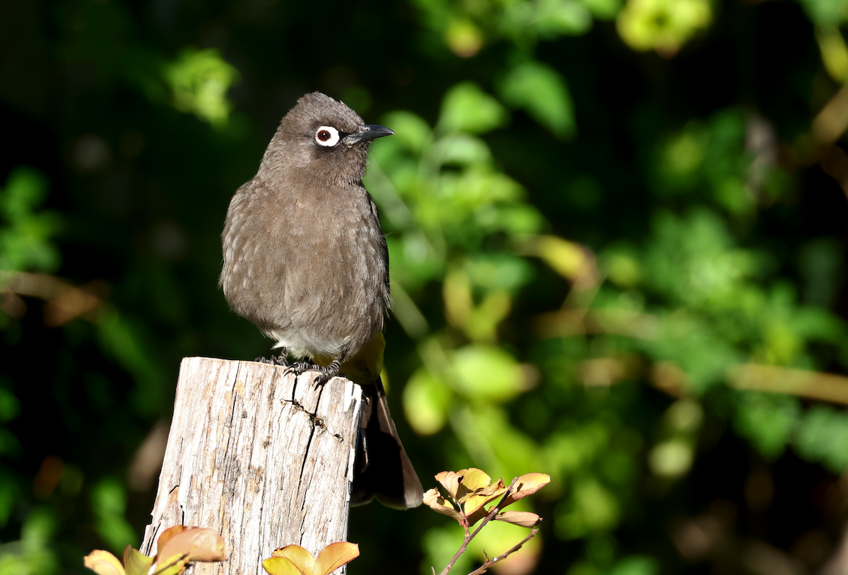 Cape Bulbul - ML637818879