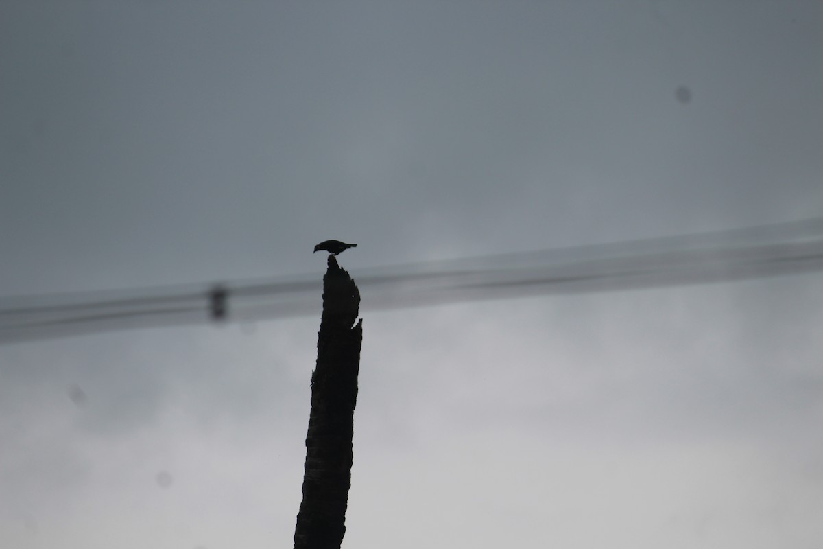 Southern Hill Myna - ML637818886