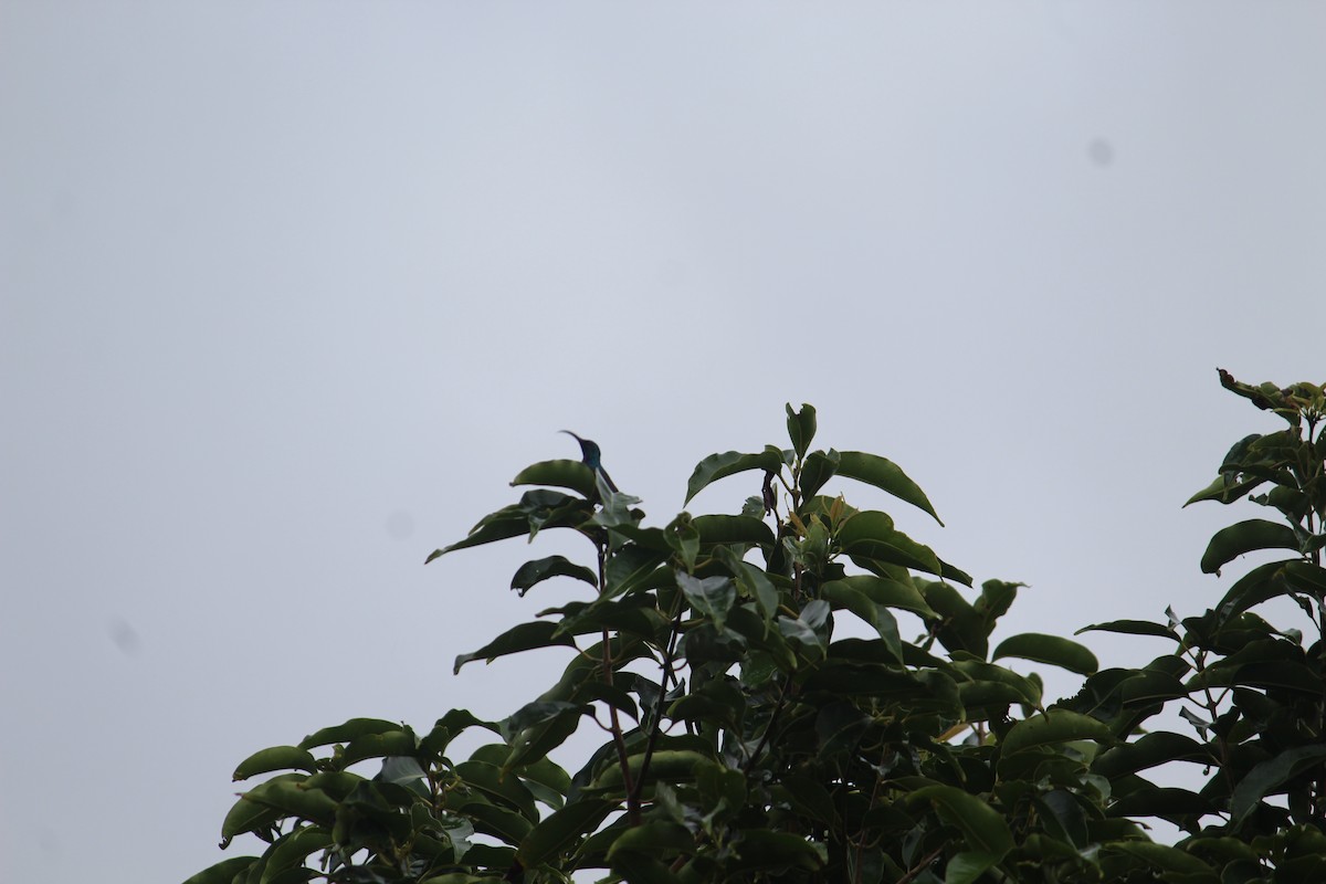 Loten's Sunbird - ML637818887